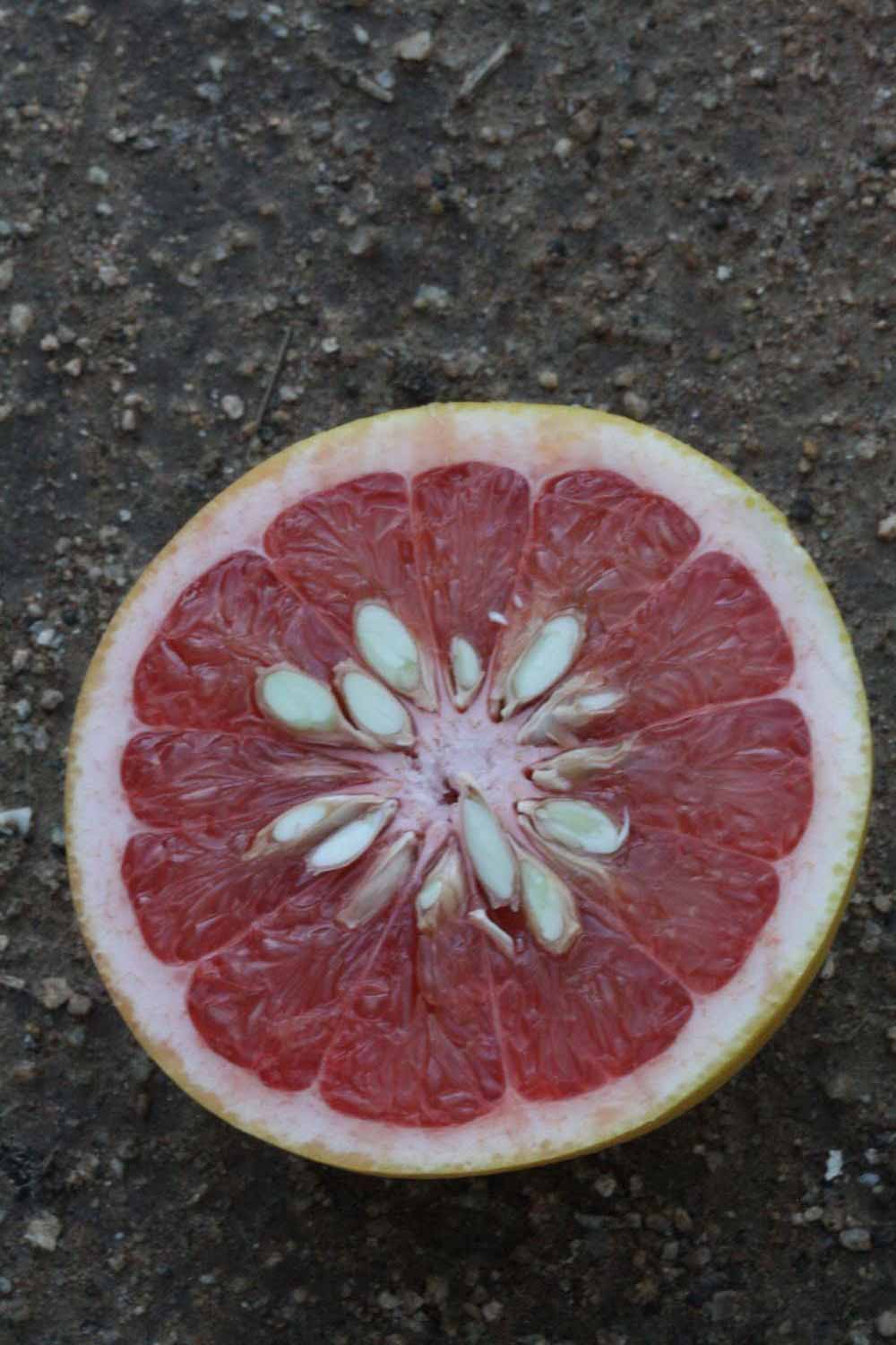              Fruit cross-section (Riverside, CA)       
